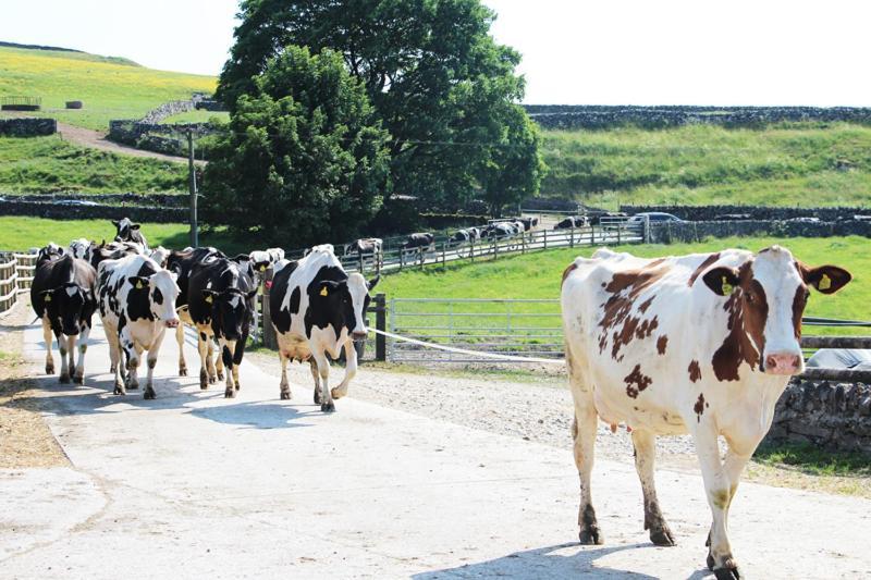 Fernydale Farm Bed & Breakfast Earl Sterndale Ngoại thất bức ảnh